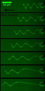 Anchored micro-helices deformed by a flow