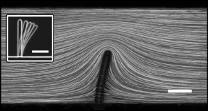 Photopolymerized fiber confined in a microfluidic channel and bent by a flow.