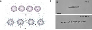 Polymerization of short actin filaments induce separation of the colloids.