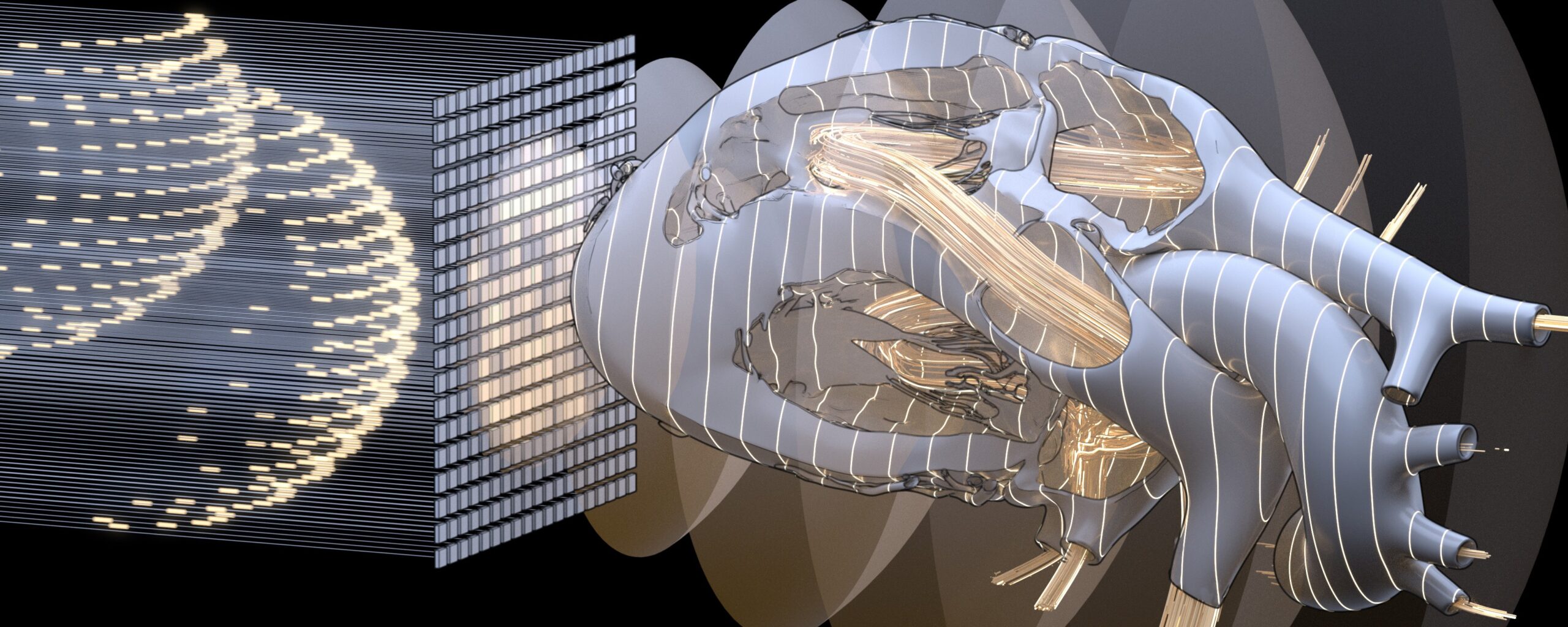 4D Ultrafast Ultrasound: the next revolution in biomedical imaging