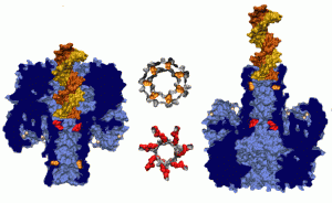 DNA in alphahemolysin